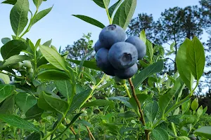 Miller Blueberry image