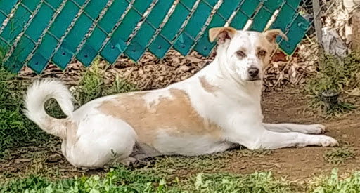 Pet Supply Store «PetSmart», reviews and photos, 865 Colusa Ave, Yuba City, CA 95991, USA