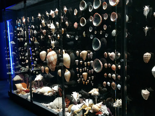 Aquarium «Wonders Of Wildlife National Museum & Aquarium», reviews and photos, 500 W Sunshine St, Springfield, MO 65807, USA