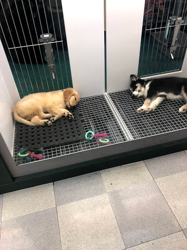 Pet Store «Petland Las Vegas», reviews and photos, 8800 W Charleston Blvd #3, Las Vegas, NV 89145, USA