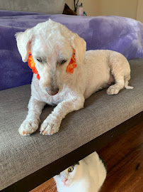 Johnny's Doghouse Pet Grooming & Boarding - Photo 3 - Car repair in Gilbert, AZ, Mesa