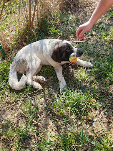 Arche4dogs e.V. unter Westerkappeln, 