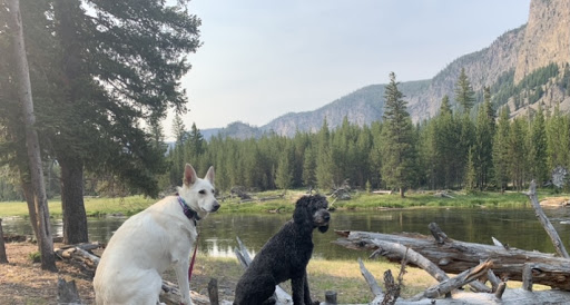 Dog Trainer «Off Leash K9 Training, Charlottesville», reviews and photos, 8782 Seminole Trail, Ruckersville, VA 22968, USA