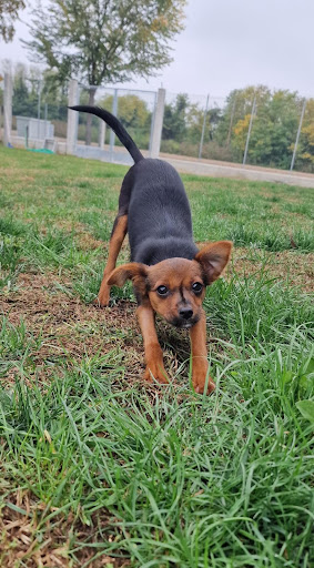 Pensioni per cani e dog hotel a L'Arca di Anita