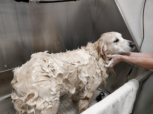 Home Improvement Store «Tractor Supply Co.», reviews and photos, 901 FM 509, San Benito, TX 78586, USA