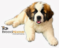 BreedAbove - Photo 1 - Car repair in Ann Arbor, MI, Ann Arbor