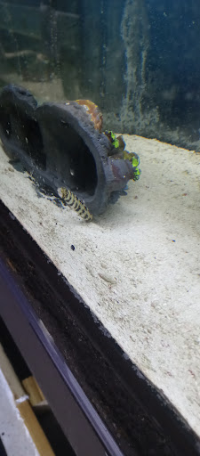 Pet Store «Leesburg Pet Center», reviews and photos, 959 N 14th St, Leesburg, FL 34748, USA