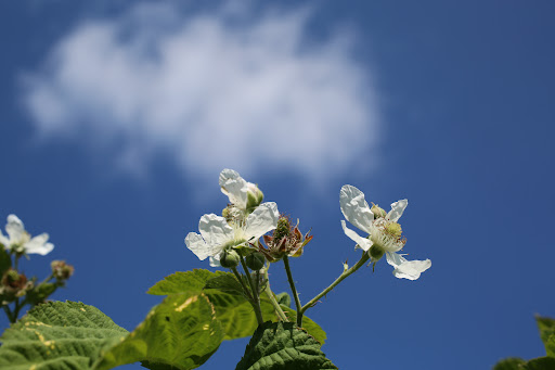 Produce Market «B&P Hitz Fruit Farm (Apples N Produce)», reviews and photos, 14070 Wilco Hwy NE, Woodburn, OR 97071, USA