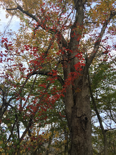Nature Preserve «Ashland Nature Center of Delaware Nature Society», reviews and photos, 3511 Barley Mill Rd, Hockessin, DE 19707, USA