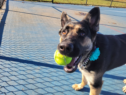 Pet Groomer «Sandy Paw Pet Spa & Boutique», reviews and photos, 44 Woodside Ave, Winthrop, MA 02152, USA