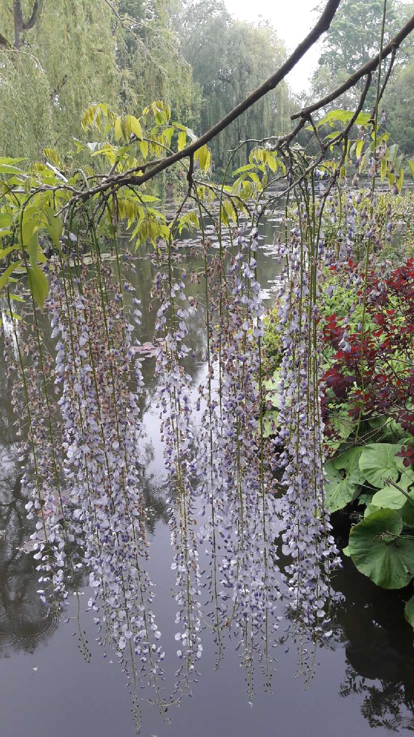 Photo n° 1 de l'avis de Olive.. fait le 19/05/2019 à 15:09