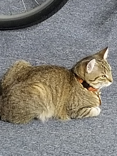 Bicycle Store «Swim, Bike & Run», reviews and photos, 153 E White St, Rock Hill, SC 29730, USA