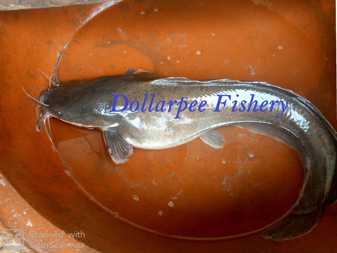 Dollarpee Fishery