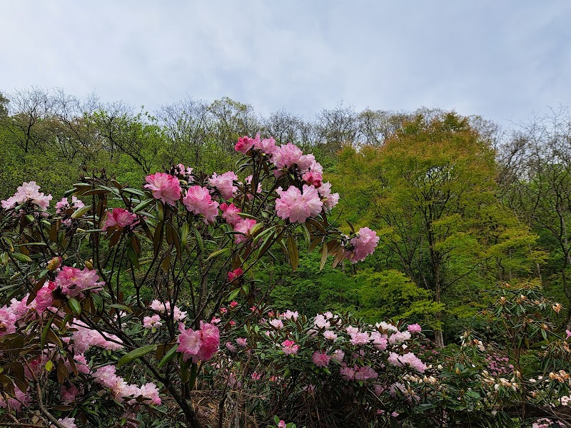 シャクナゲパーク花の谷