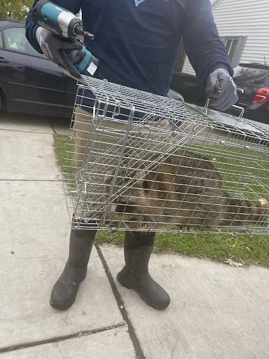 Animal Control Service «Platinum Wildlife Removal», reviews and photos