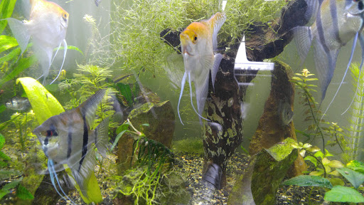 Pet Store «Forest Lake Pets», reviews and photos, 120 Lake St N, Forest Lake, MN 55025, USA