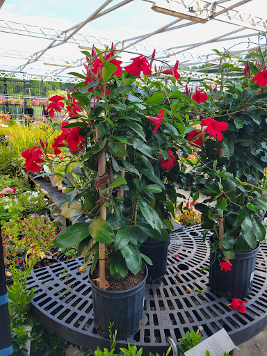 Department Store «Walmart Supercenter», reviews and photos, 2601 MacArthur Rd, Whitehall, PA 18052, USA