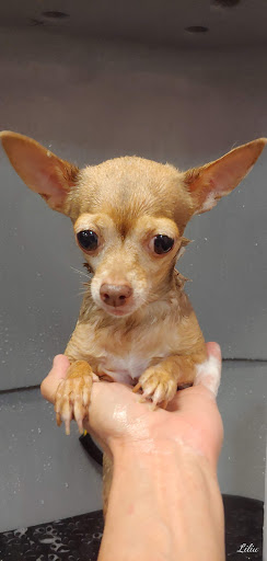 Pet Groomer «Furry Tails Pet Grooming», reviews and photos, 865 Cypress Pkwy, Poinciana, FL 34759, USA