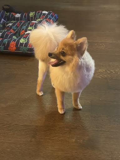 Pet Supply Store «PetSmart», reviews and photos, 1705 Mall of Georgia Blvd, Buford, GA 30519, USA