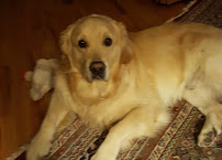 Pet Paws At Home - Photo 8 - Car repair in Ocean Springs, MS, Gulfport