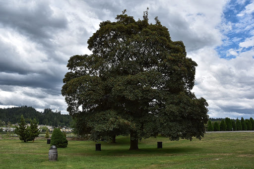 Winery «Chateau Ste. Michelle Winery», reviews and photos, 14111 NE 145th St, Woodinville, WA 98072, USA