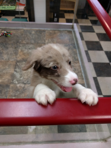 Pet Supply Store «Pet City Pets», reviews and photos, 1254 Ecorse Rd, Ypsilanti, MI 48198, USA