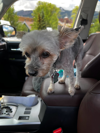 Pet Supply Store «Petco Animal Supplies», reviews and photos, 264 Dillon Ridge Way, Dillon, CO 80435, USA