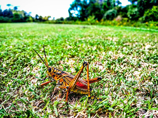 Golf Club «Raptor Bay Golf Club», reviews and photos, 23001 Coconut Point Resort Dr, Estero, FL 33928, USA