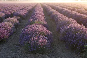 Young Living Lavender Farm image
