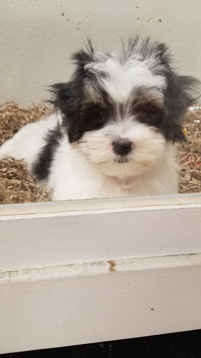 Pet Store «Puppy City», reviews and photos, 3343 Valley Pike, Winchester, VA 22602, USA