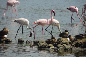 Seawoods Flamingo Refuge image