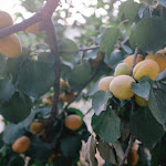 Photo n°5 de l'avis de Julia.o fait le 17/06/2020 à 08:17 sur le  Masseria Usamborgia à Noto