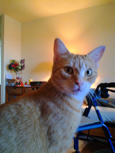 Furniture Store «Pottery Barn», reviews and photos, 1000 Ross Park Mall Dr c03c, Pittsburgh, PA 15237, USA