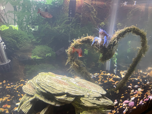 Aquarium «Vienna Aquarium & Pets», reviews and photos, 301 Industrial Ct SE, Leesburg, VA 20175, USA