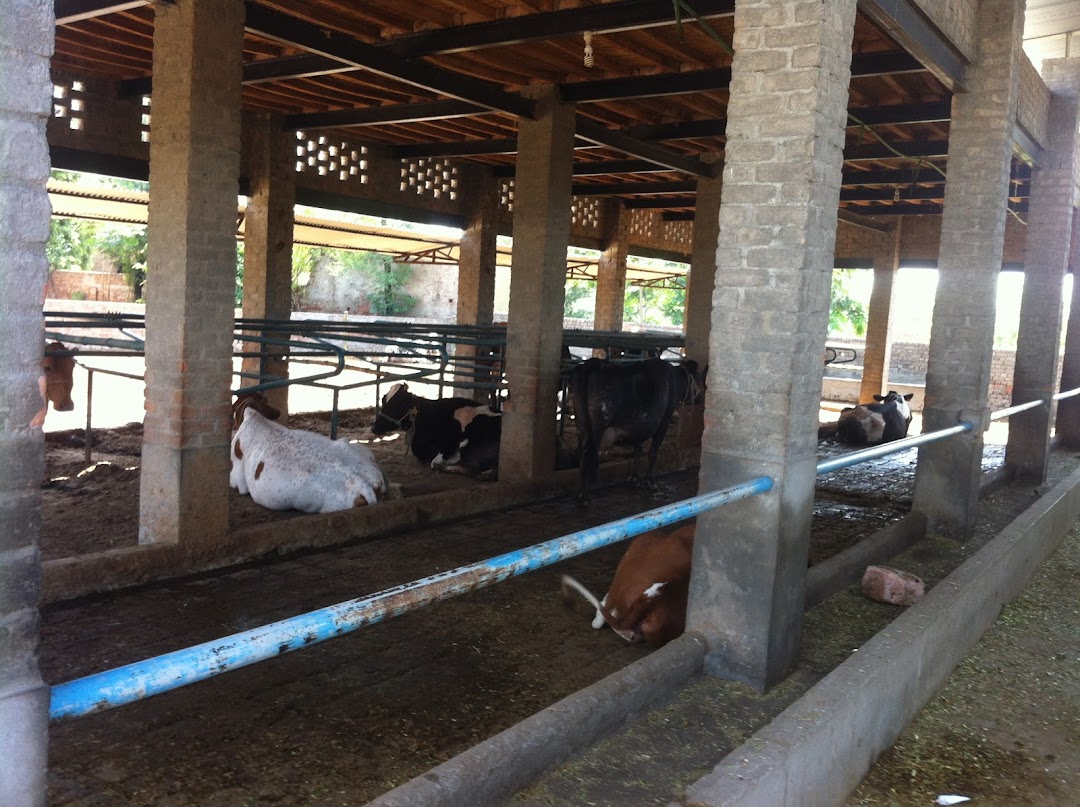 Cheema Dairy Farm Sargodha