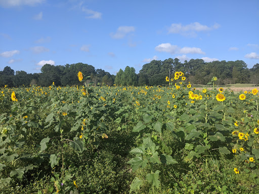 Museum «LSU Rural Life Museum», reviews and photos, 4560 Essen Ln, Baton Rouge, LA 70808, USA