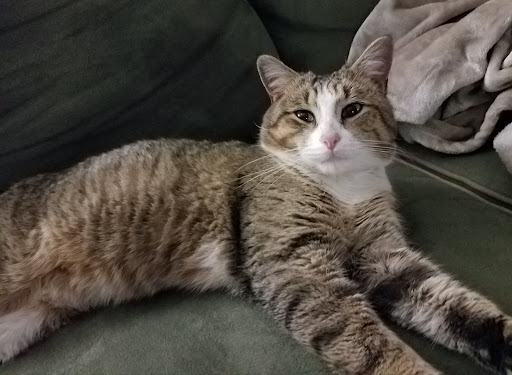 Pet Store «PetSaver Healthy Pet Superstore (Greece Location)», reviews and photos, 1596 W Ridge Rd, Rochester, NY 14615, USA