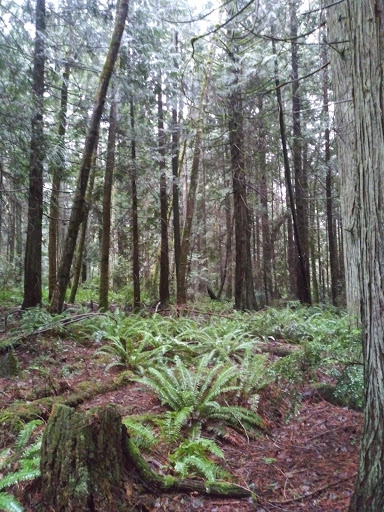 Nature Preserve «Gazzam Lake Nature Preserve», reviews and photos, 6105 NE Marshall Rd, Bainbridge Island, WA 98110, USA