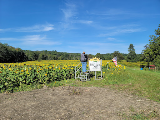 Tourist Attraction «Sussex County Sunflower Maze», reviews and photos, 101 Co Rd 645, Sandyston, NJ 07826, USA