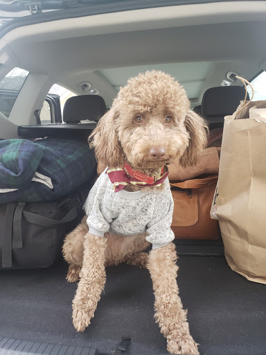 Chawnecy's Pet Grooming