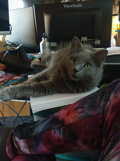 Pet Supply Store «PetSmart», reviews and photos, 1236 Greenbrier Pkwy, Chesapeake, VA 23320, USA