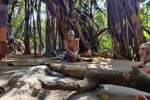 Banyan Tree image