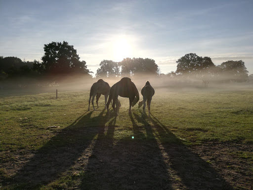 Kamelfarm Marquard