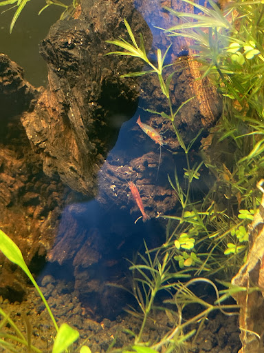 Tropical Fish Store «Life Aquatic», reviews and photos, 9 South Ave, New Canaan, CT 06840, USA