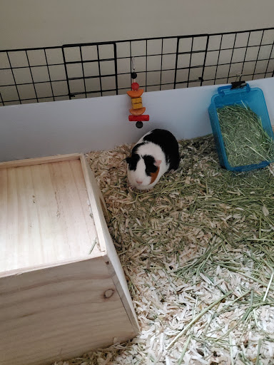 Pet Supply Store «PetSmart», reviews and photos, 2101 Elmwood Ave, Buffalo, NY 14207, USA