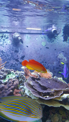 Tropical Fish Store «The Fish Store», reviews and photos, 2050 Chamblee Tucker Rd, Chamblee, GA 30341, USA