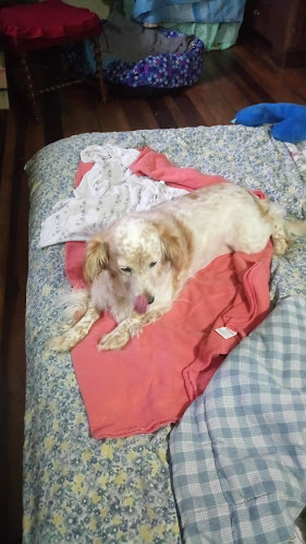 Opiniones de veterinaria baron, valparaiso, peluqueria canina en Valparaíso - Veterinario