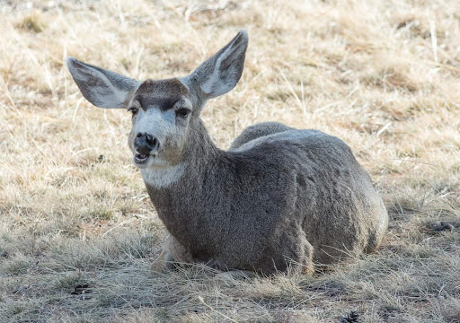 Tourist Attraction «Mount Falcon Park», reviews and photos, Castle Trail, Morrison, CO 80465, USA