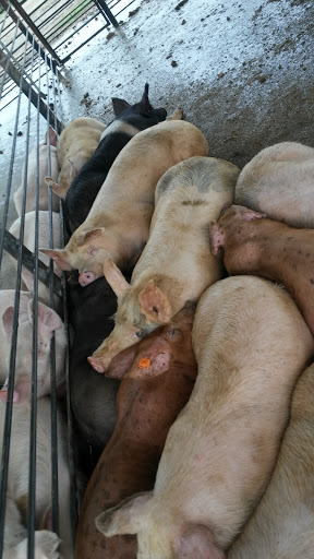 Meat Wholesaler «Lizze Custom Processing», reviews and photos, 7310 Pine Ave, Chino, CA 91708, USA