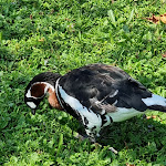 Photo n°5 de l'avis de Roberta.u fait le 15/08/2023 à 16:34 sur le  La Pioppa à Villa Guardia